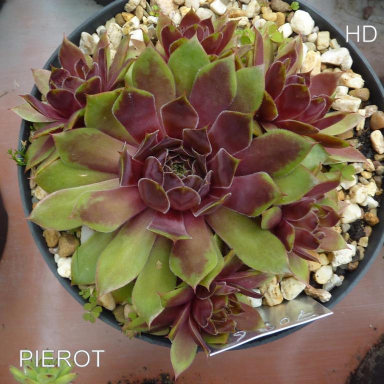 Pierot