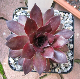 Plumb Rose