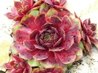 Rubra Ray