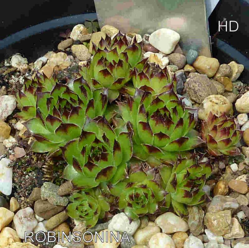 Robinsoniana