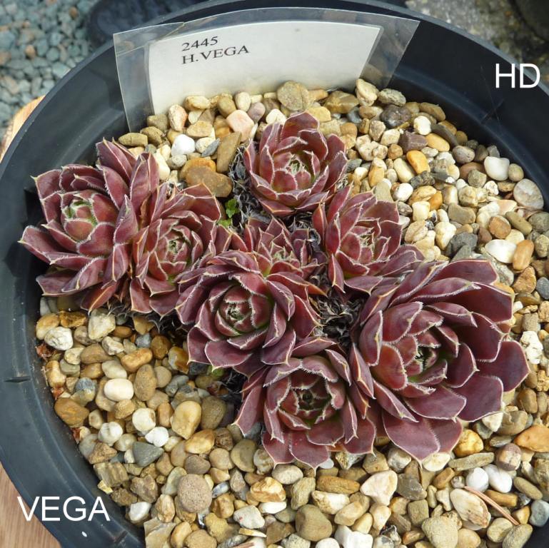 Vega / Jovi