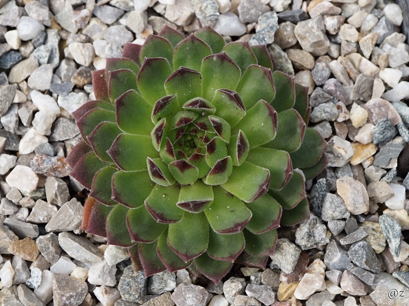 Zelena