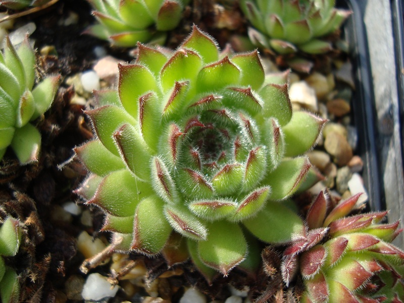 Westchester Seedling