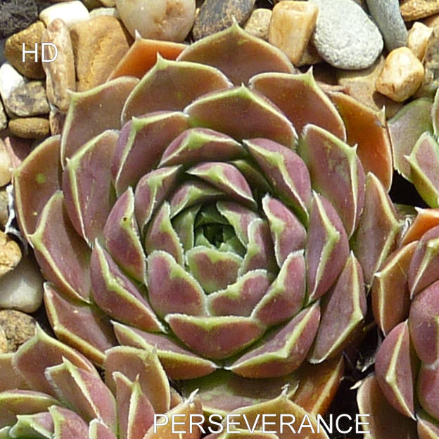 Perseverance / Jovi