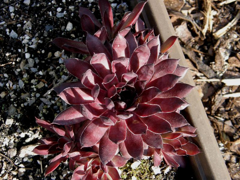 Plumb Rose