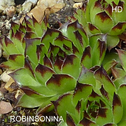 Robinsoniana