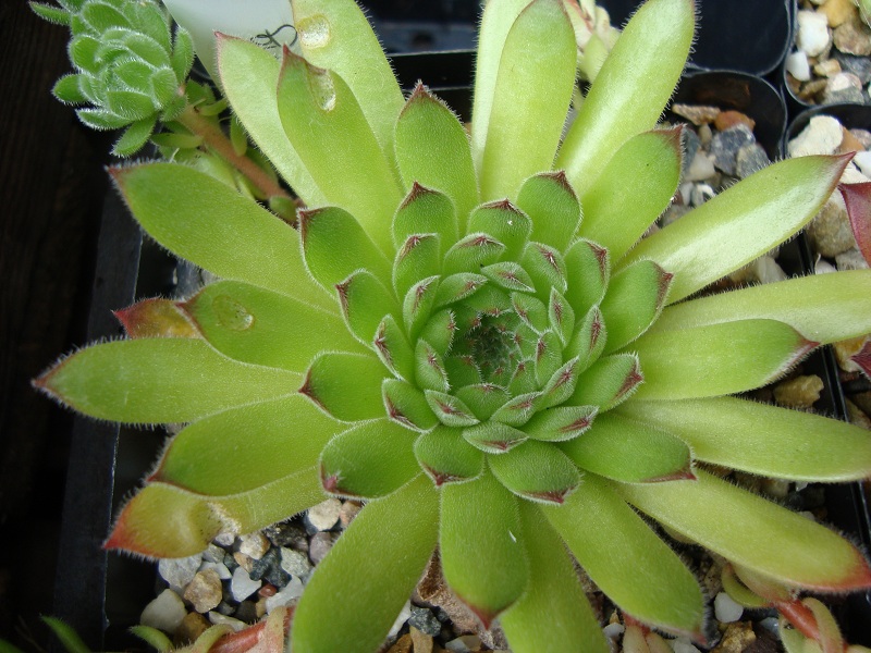 Westchester Seedling