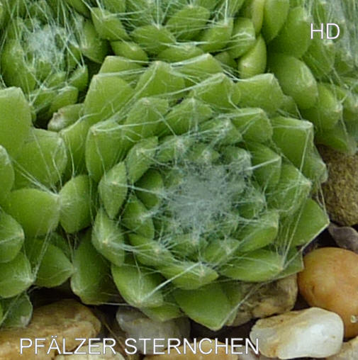 Pfälzer Sternchen