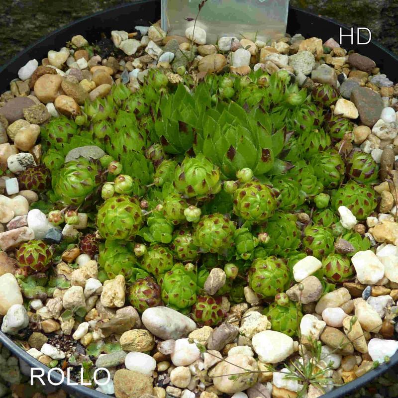 Rollo / Jovi
