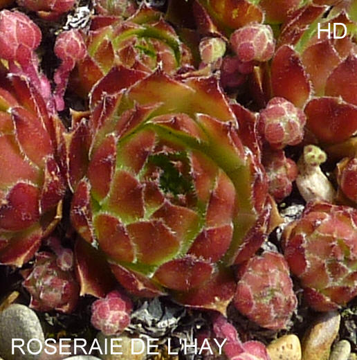 Roseraie de l'Hay
