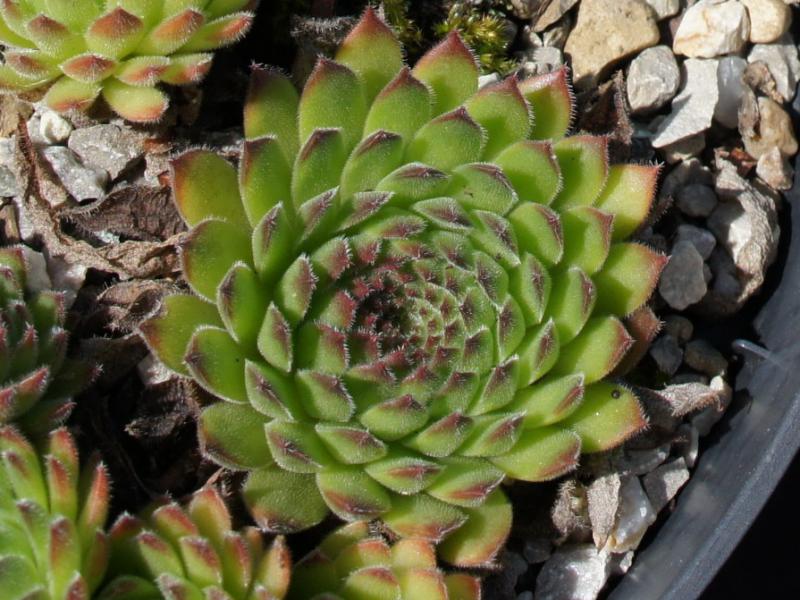 Westchester Seedling