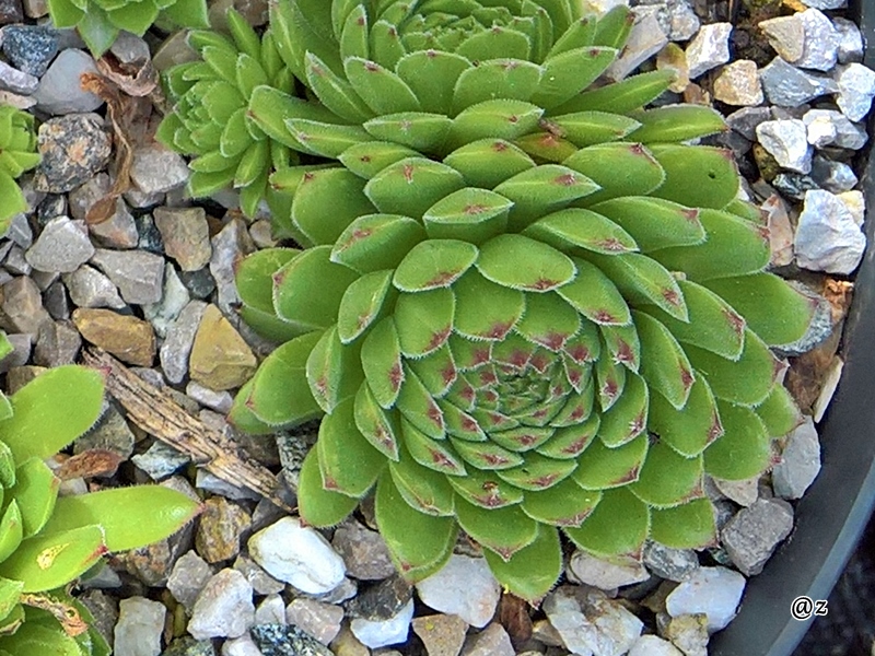 Zelena