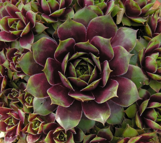 Rubra Ray