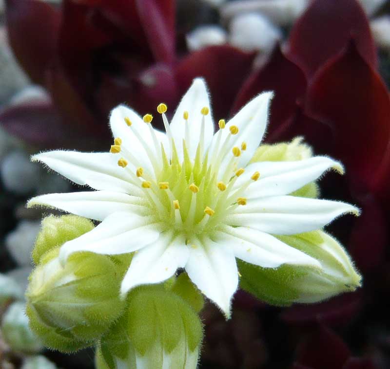 Pfälzer Sternchen