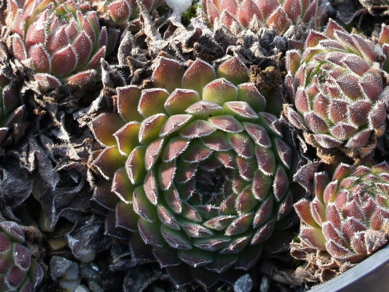 Westchester Seedling