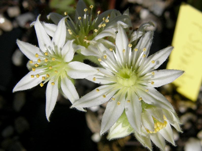 Pfälzer Sternchen