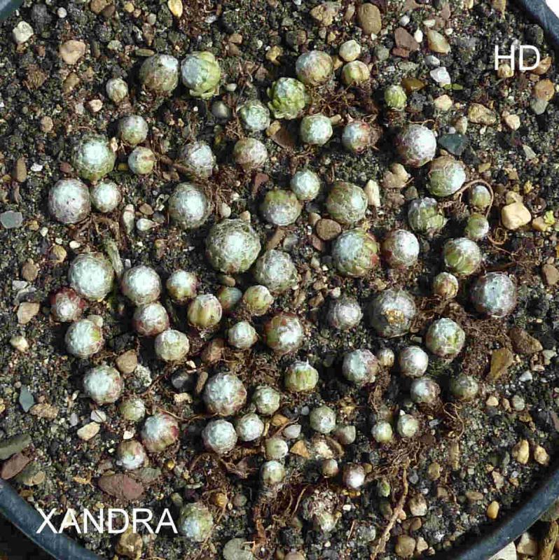 Xandra