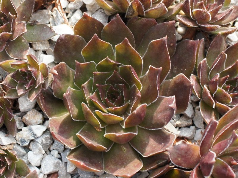 Xanthippe