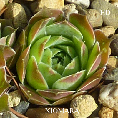 Xiomara / Jovi