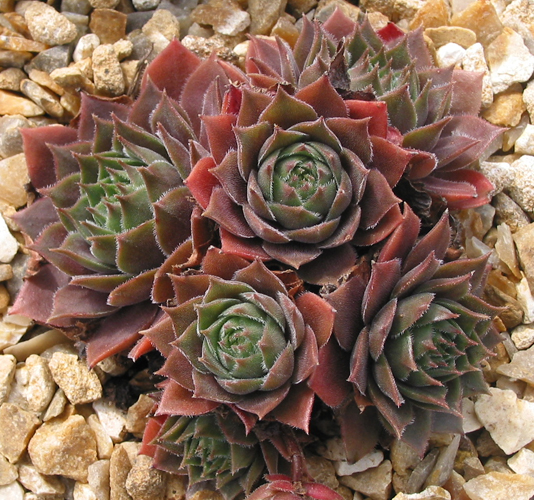 Rubra Ash