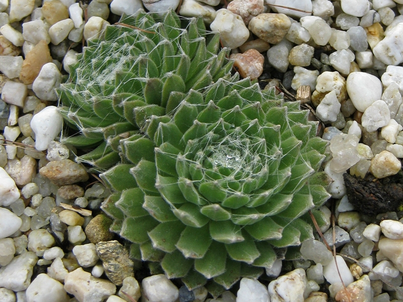 Rosenstolz