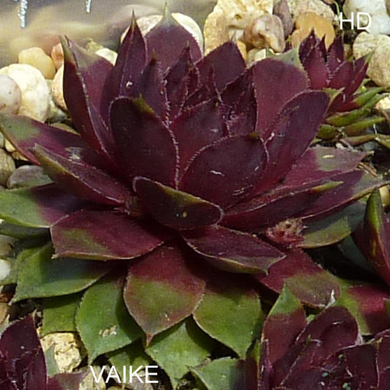 Vaike