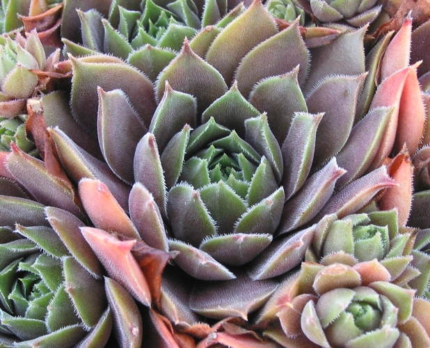 Rubra Ash
