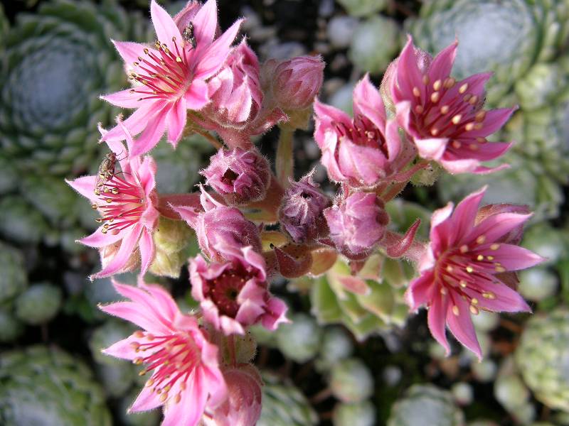 Rosenstolz
