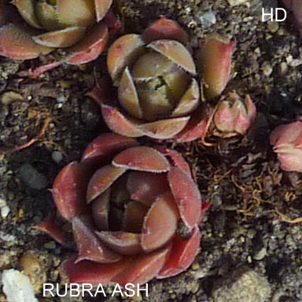 Rubra Ash