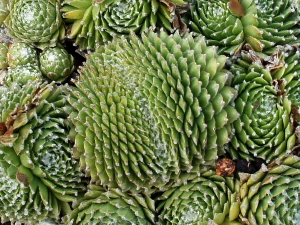 Pfälzer Träubchen