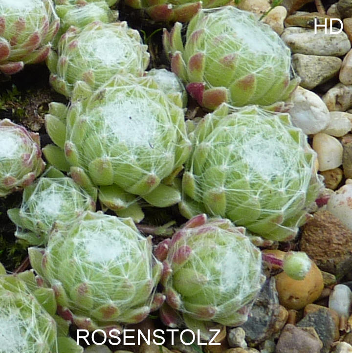 Rosenstolz