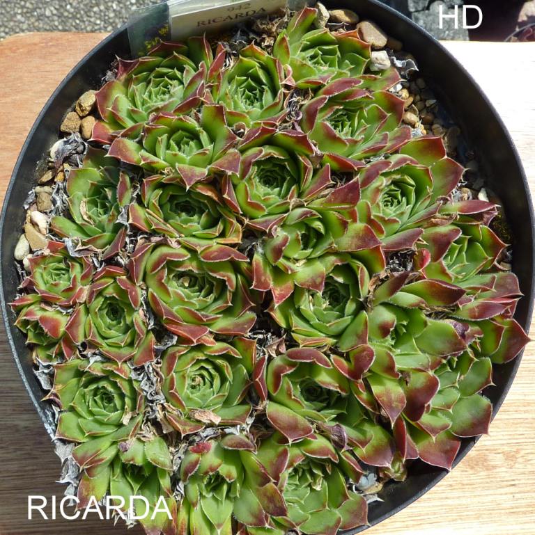 Ricarda / Jovi