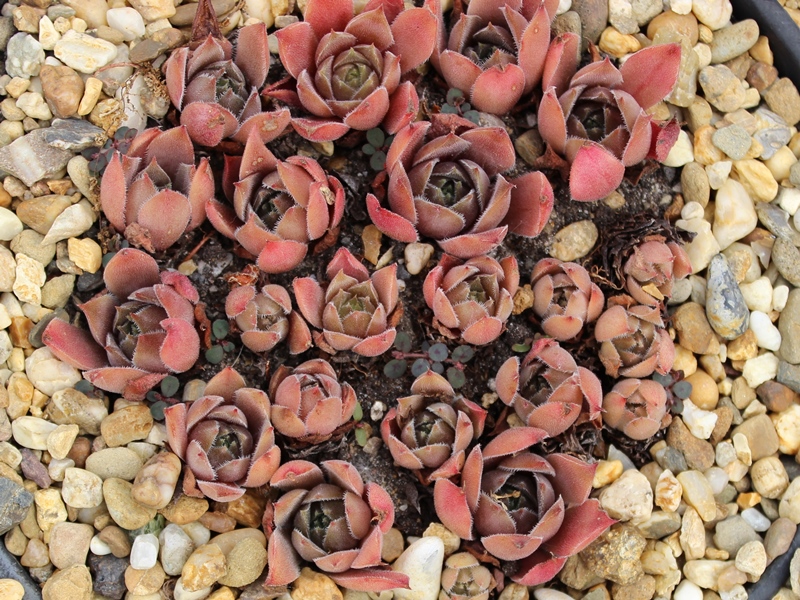Rubra Ash