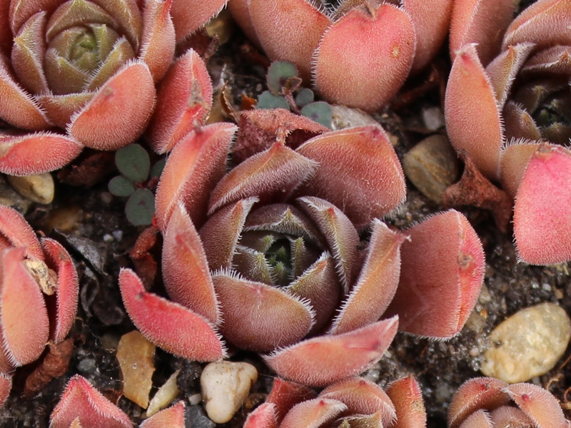 Rubra Ash