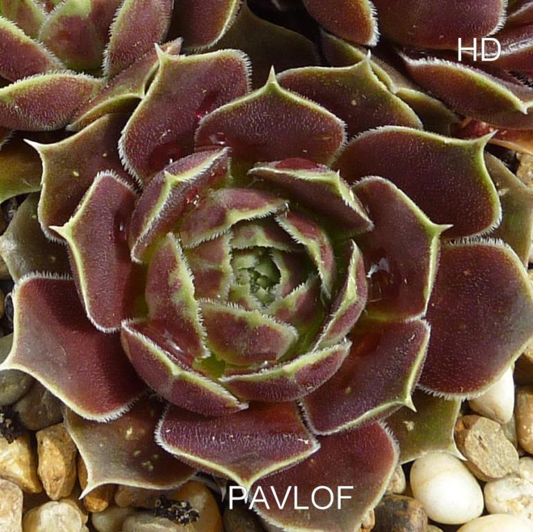 Pavlof / Jovi
