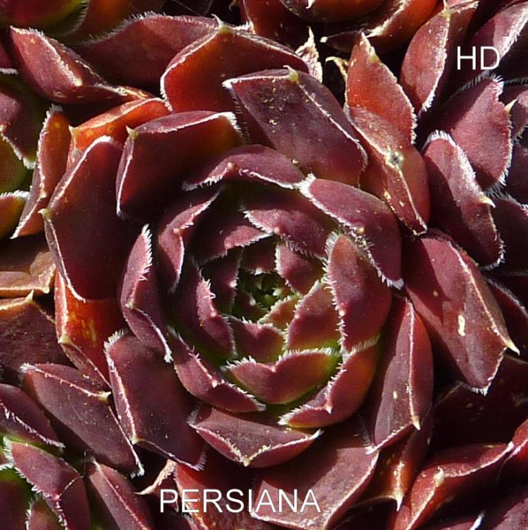 Persiana / Jovi