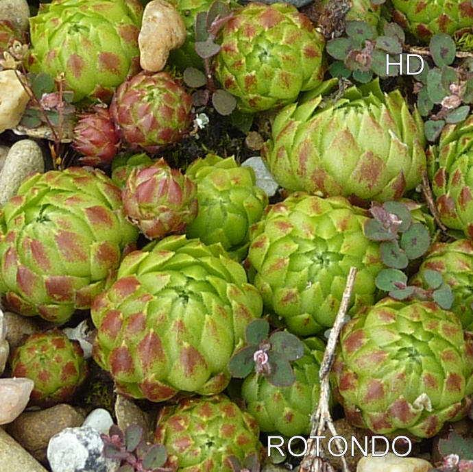 Rotondo / Jovi