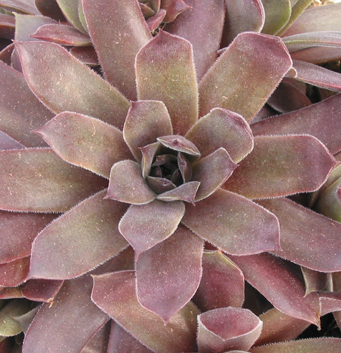 Rubra Ash