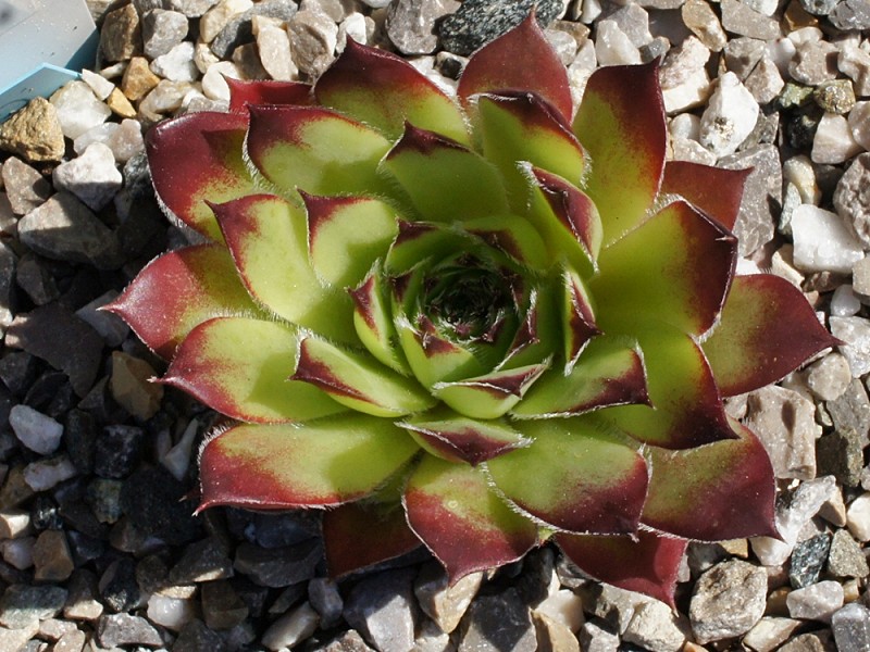 Pfälzer Buwe