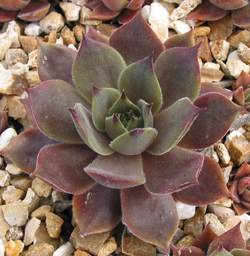Rubra Ash