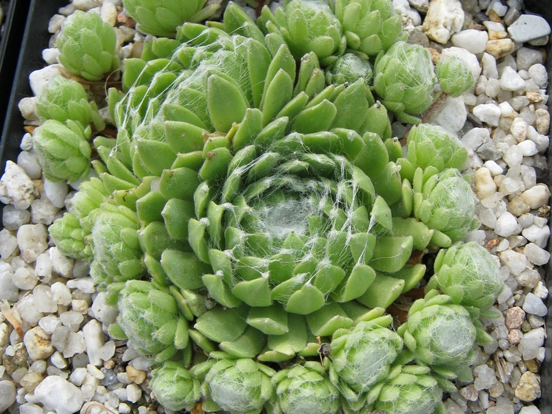 Rosenstolz