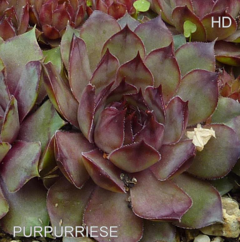 Purpurriese