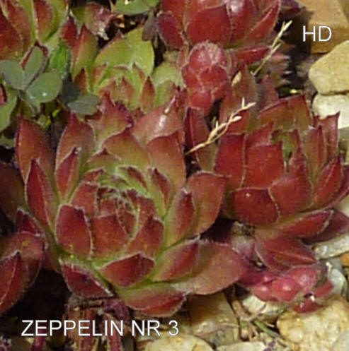 Zeppelin No. 3