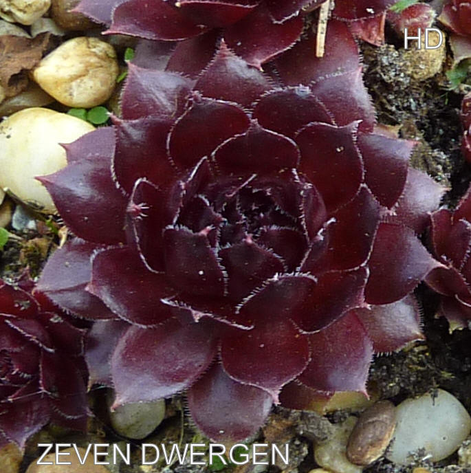 Zeven Dwergen