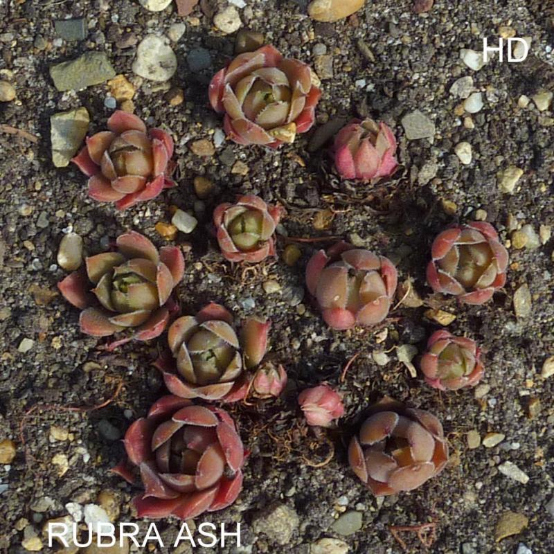 Rubra Ash