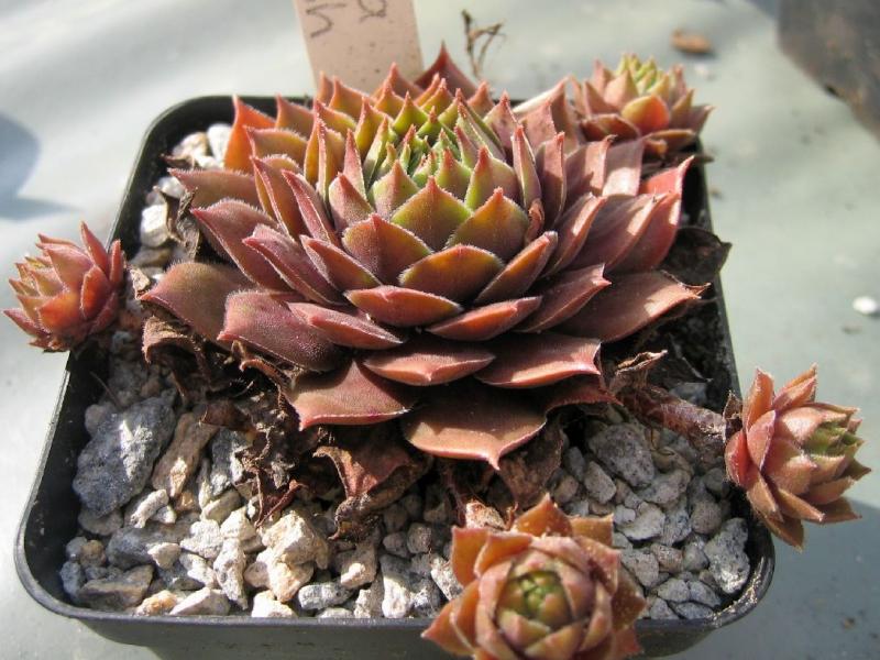 Rubra Ash