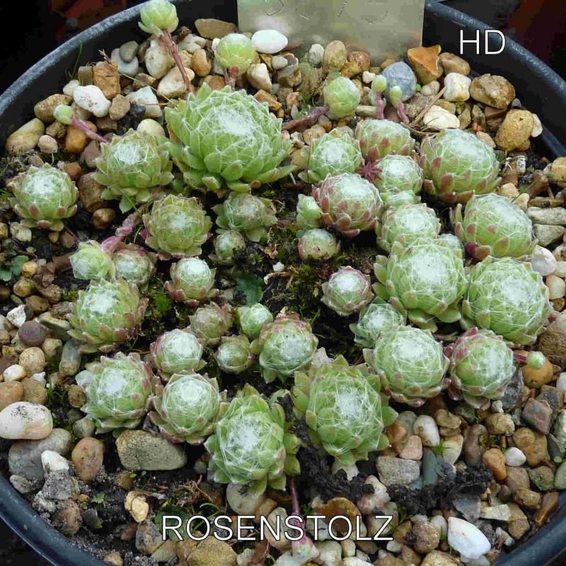 Rosenstolz