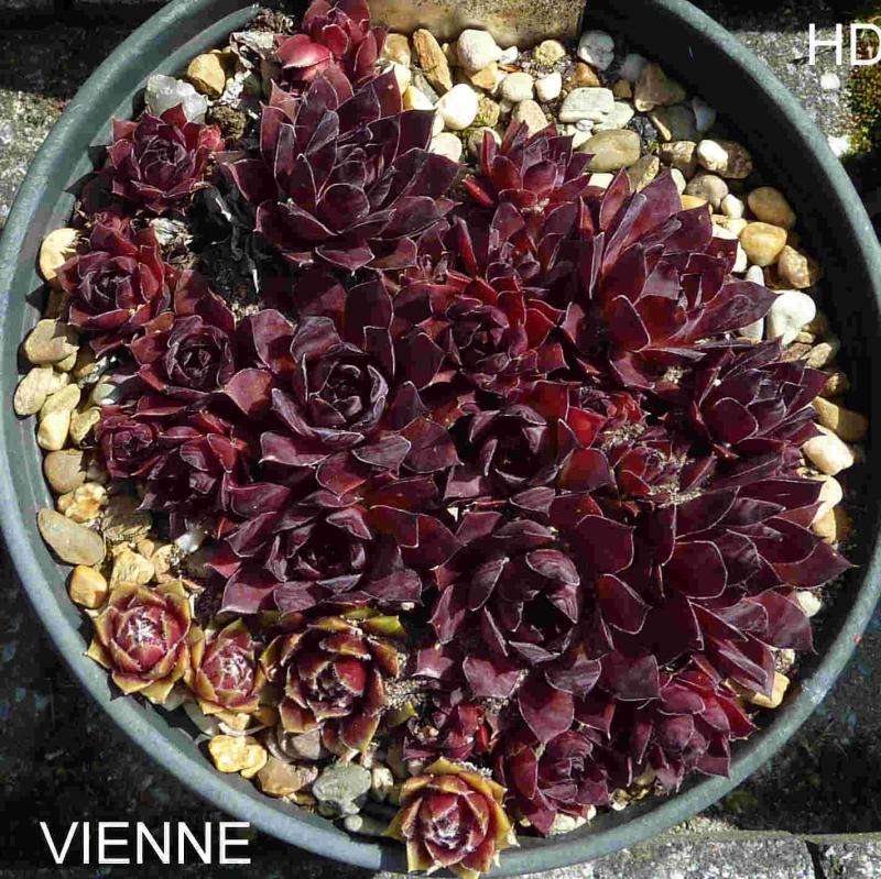 Vienne