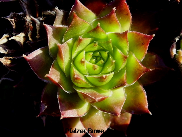 Pfälzer Buwe