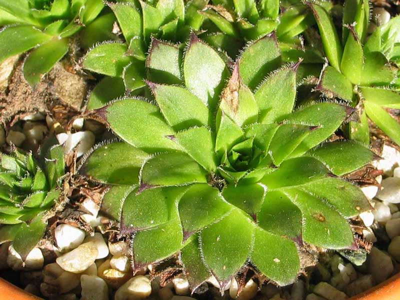Pfälzer Buwe